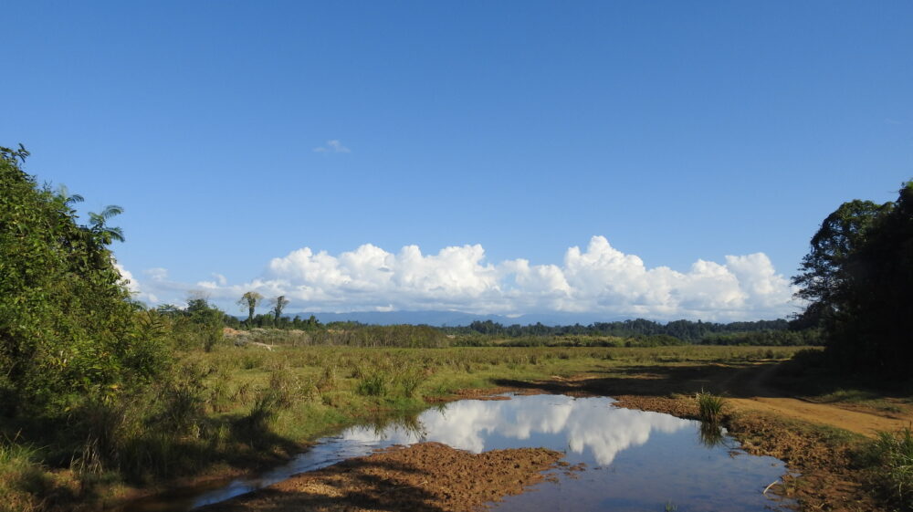 Wetland ecosystem near Hman Pin Village in the Upper Chindwin Basin