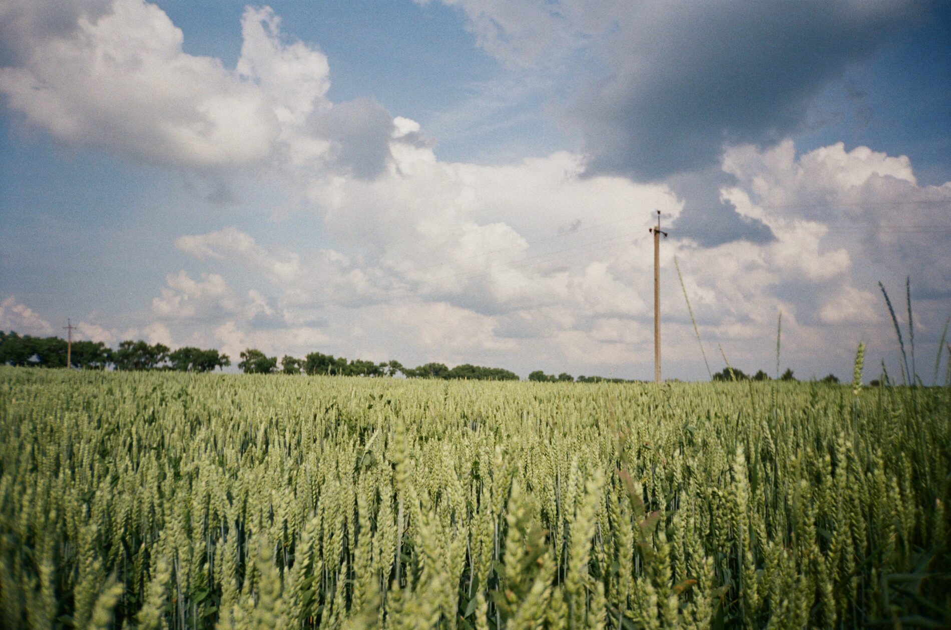 Green barley field under cloudy sky, Kyiv, Ukraine