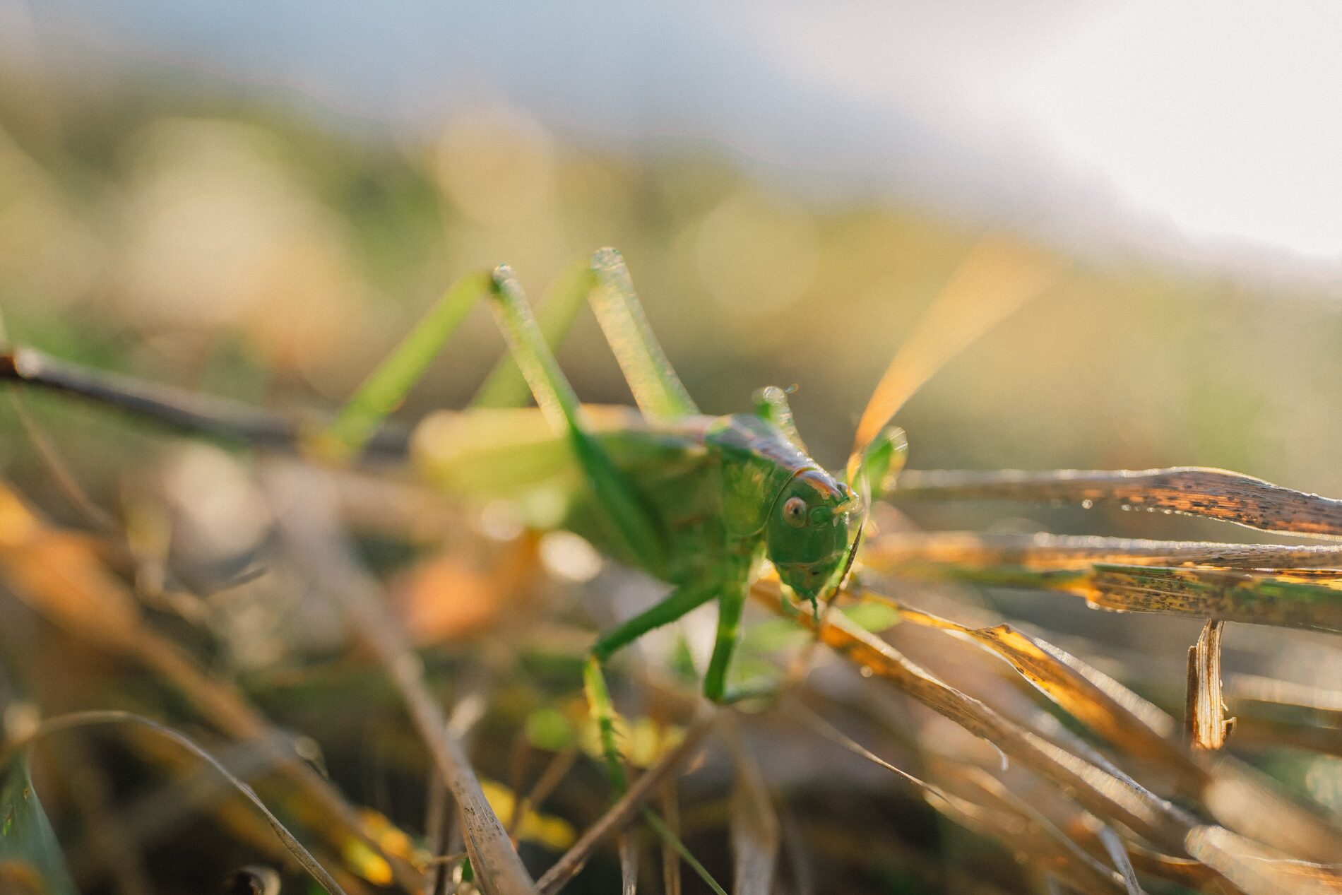 Close-up of grasshopper in field, Kyiv, Ukraine, October 2021