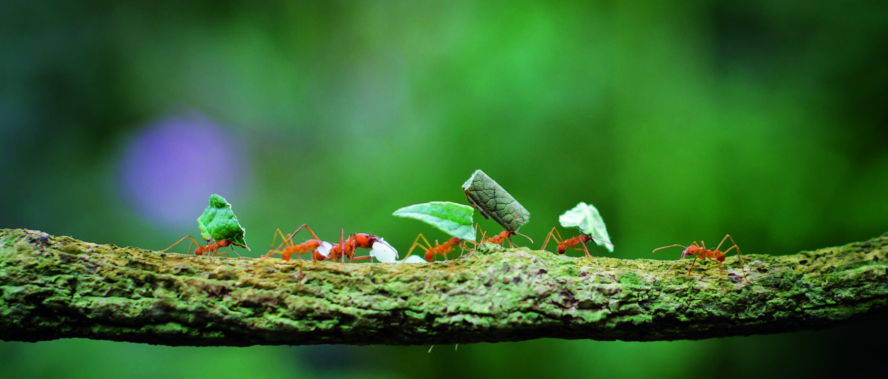 Leaf-cutter ants carrying assortment of leaves and fish-food on branch, UK