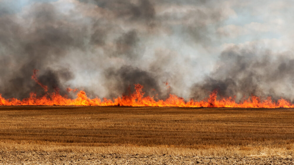 Harvested field on fire. Symbolizing burnings, air, punjab, crop-residue, rice-wheat burnings.