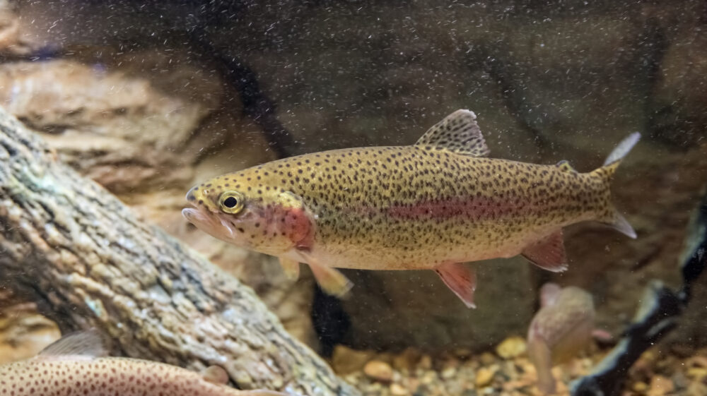 Rainbow trout swimming among fallen logs, Minnesota, US