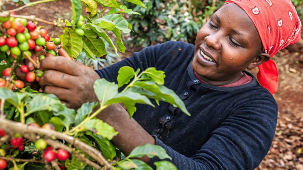 Young African woman picks coffee cherries at coffee farm, Kenya, East Africa