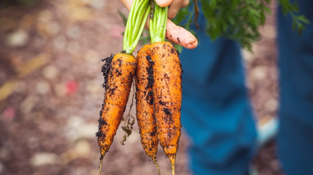 Homegrown carrots, symbolizing sustainable food consumption