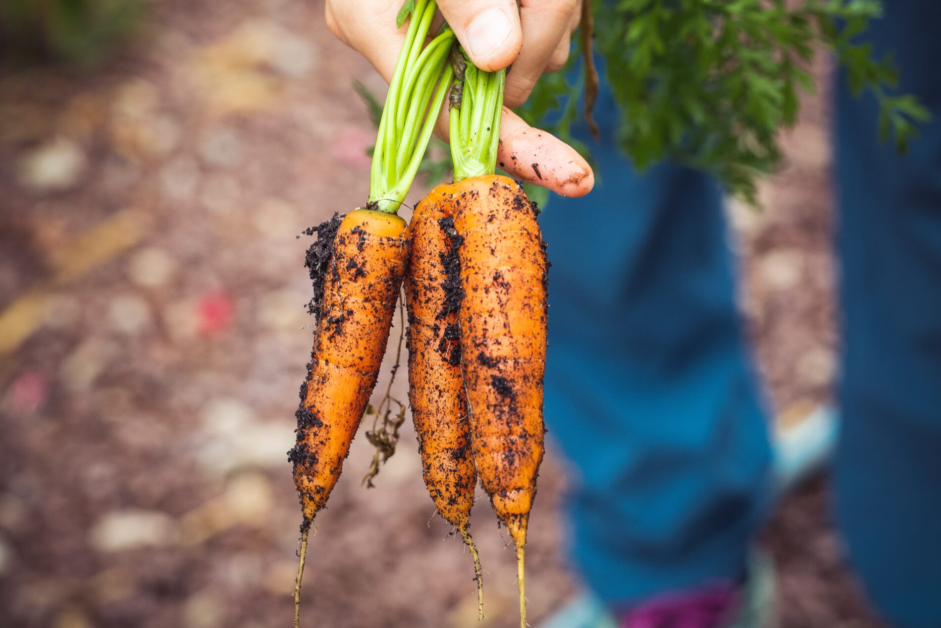 Homegrown carrots, symbolizing sustainable food consumption