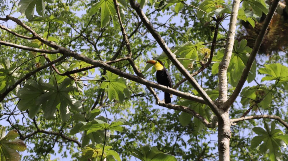 Black and yellow toucan on tree branch, Tikal, Guatemala