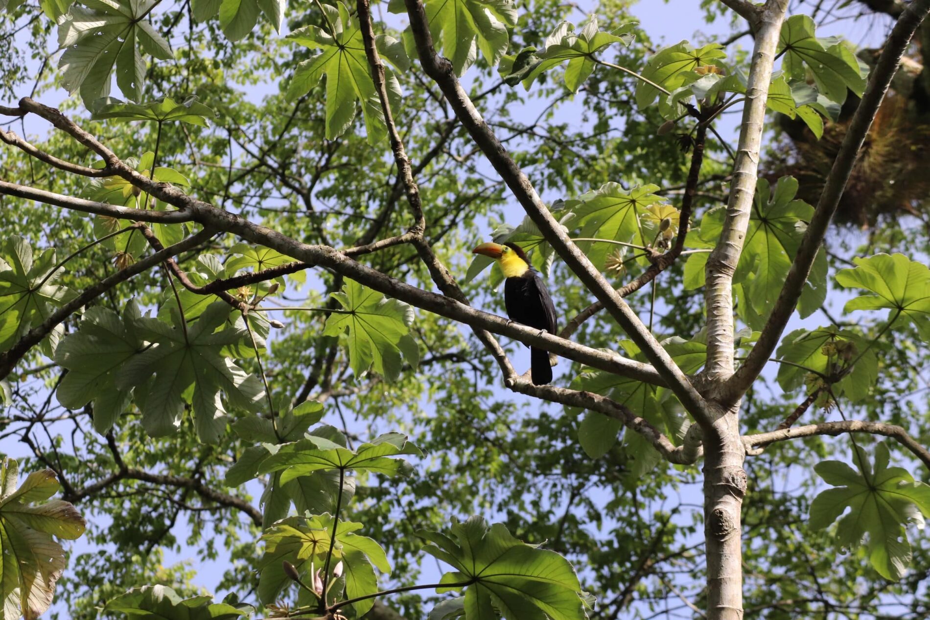 Black and yellow toucan on tree branch, Tikal, Guatemala