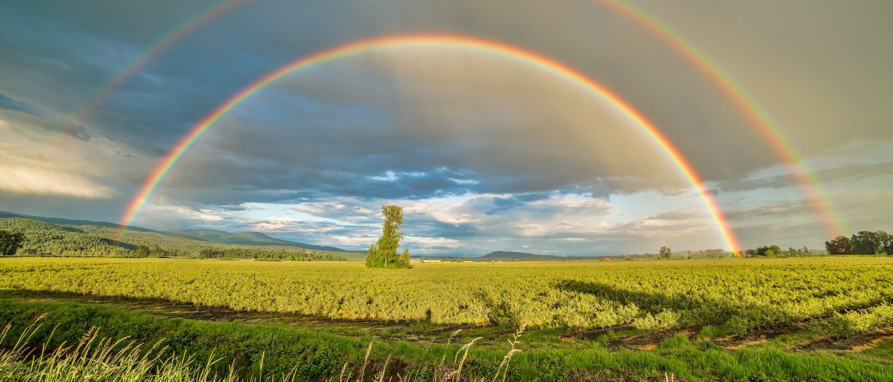 Crop field under rainbow and cloudy skies at daytime, Pitt Meadows, BC, Canada