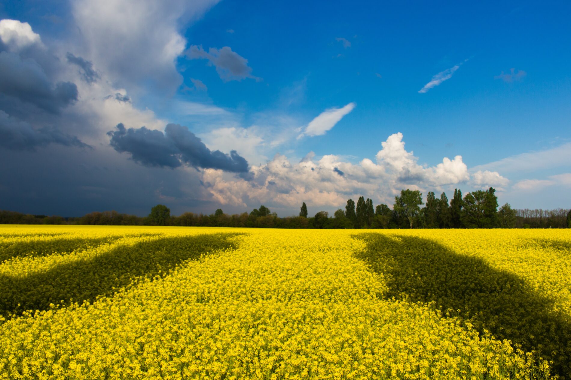 Yellow rapeseed field with shadows of trees under blue sky and white clouds, Ukraine