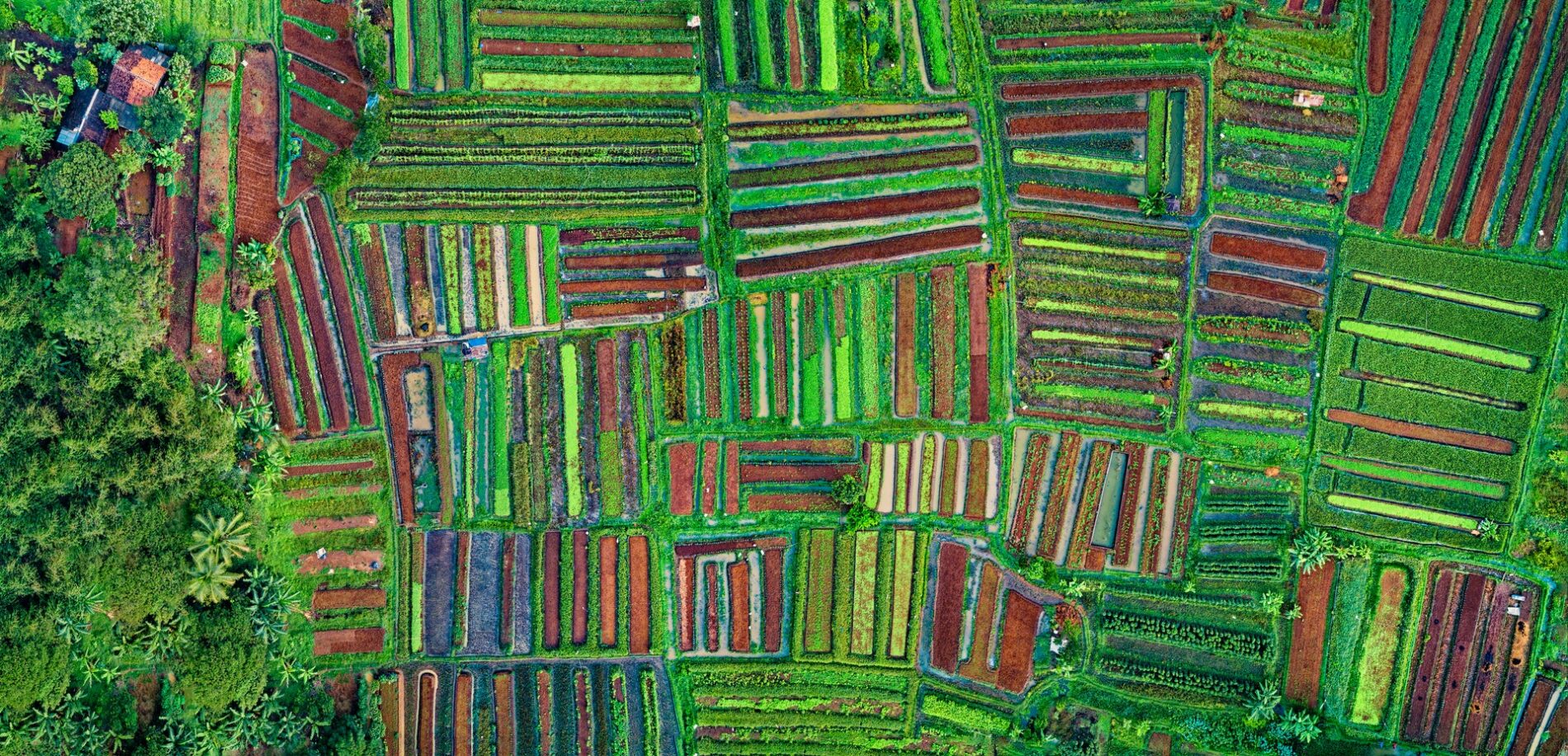 Drone shot of cropland / Tom Fisk