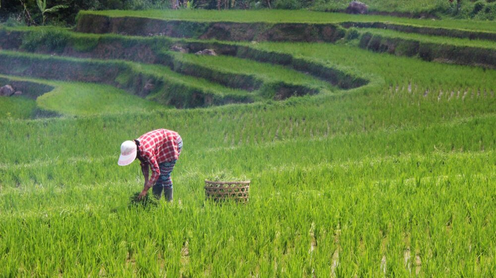Female farmer planting rice on green terraced rice paddy during daytime, Jatiluwih Rice Terraces, Jalan Jatiluwih Kawan, Jatiluwih, Tabanan Regency, Bali, Indonesia