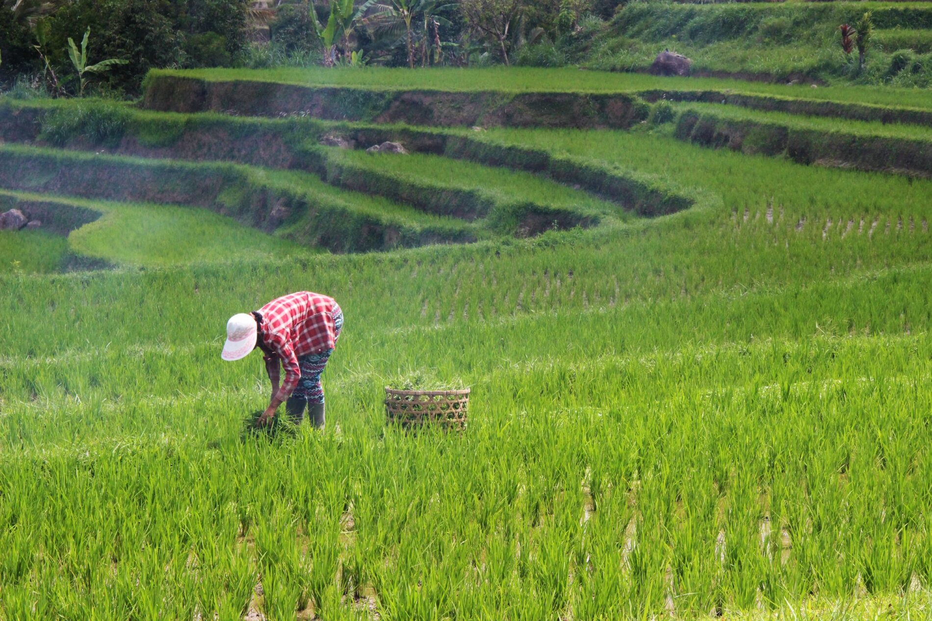 Female farmer planting rice on green terraced rice paddy during daytime, Jatiluwih Rice Terraces, Jalan Jatiluwih Kawan, Jatiluwih, Tabanan Regency, Bali, Indonesia