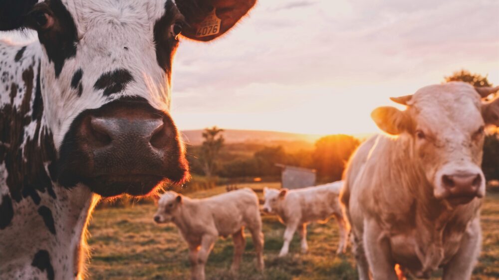 Cows in pasture at sunset, Bourgogne, France. animal welfare sustainable development
