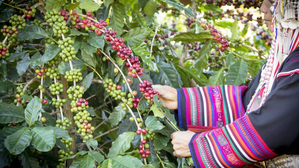 Woman in indigenous tribal dress harvesting ripe coffee beans.