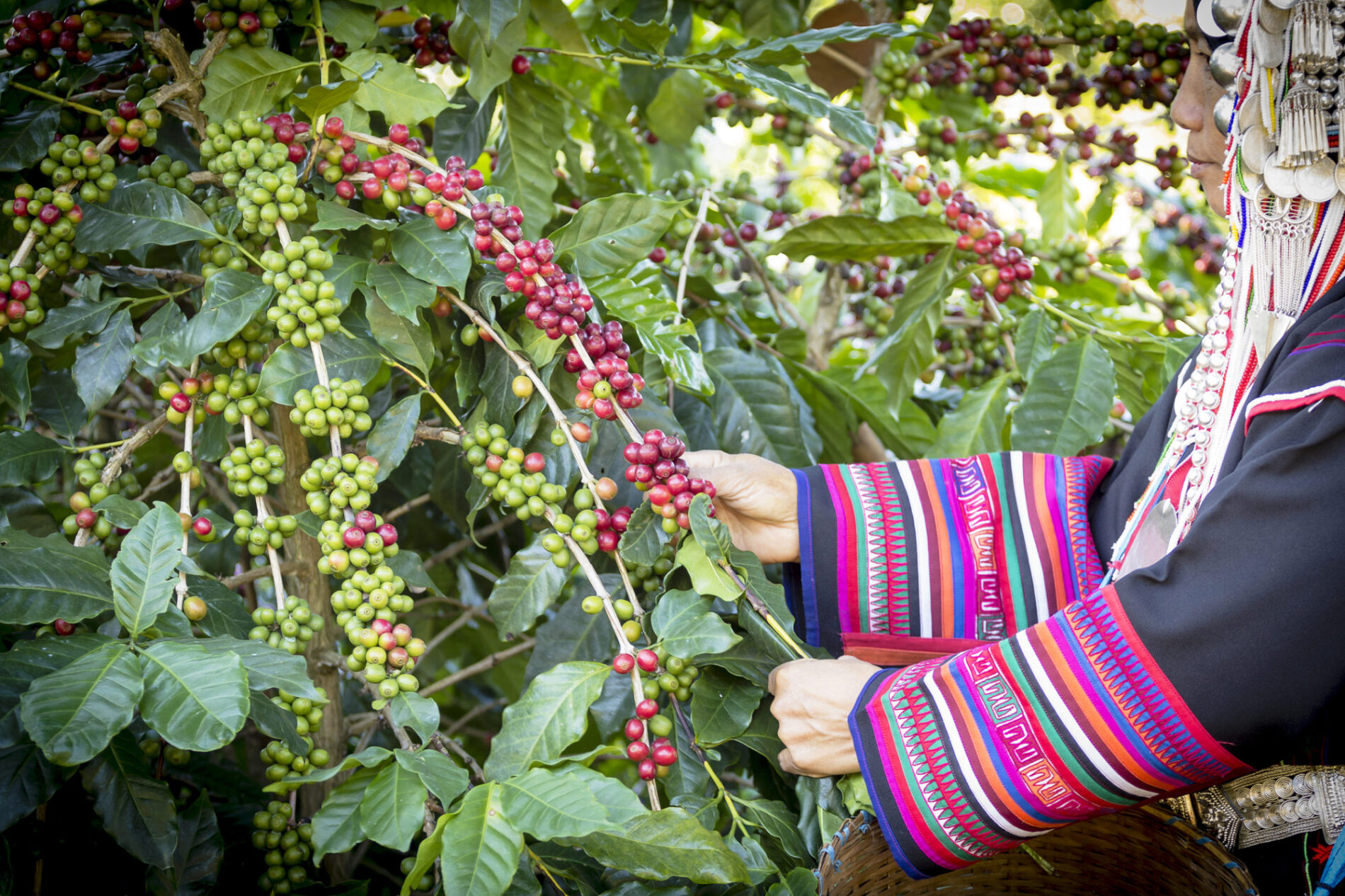 Woman in indigenous tribal dress harvesting ripe coffee beans.