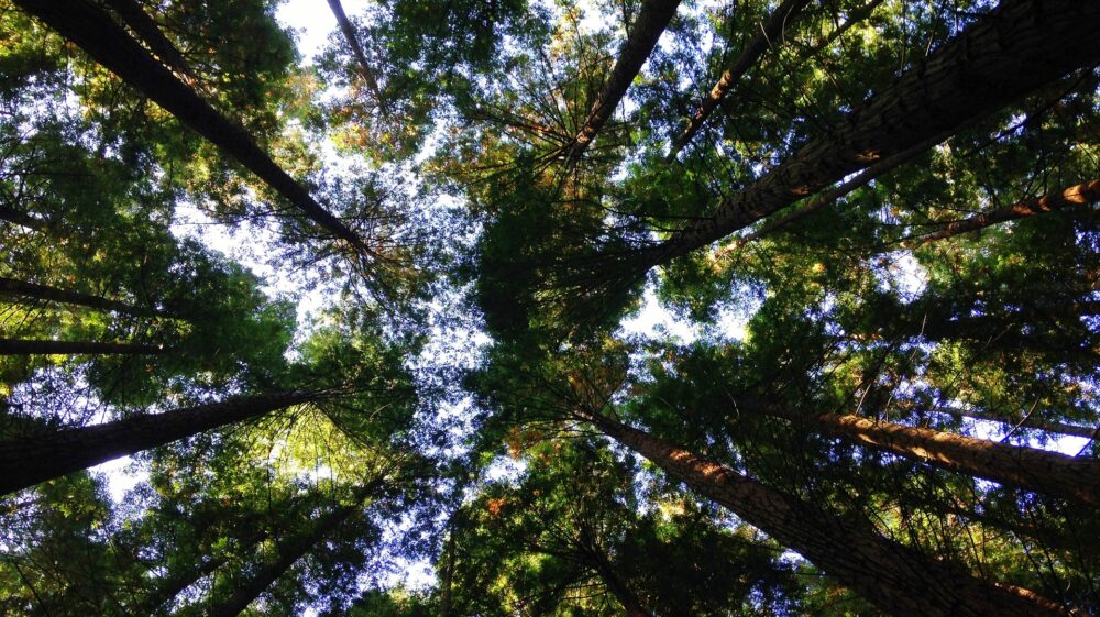 Trees and blue sky from ground up, Barrio el Turujal, Cabezón de la Sal, Cantabria, Spain