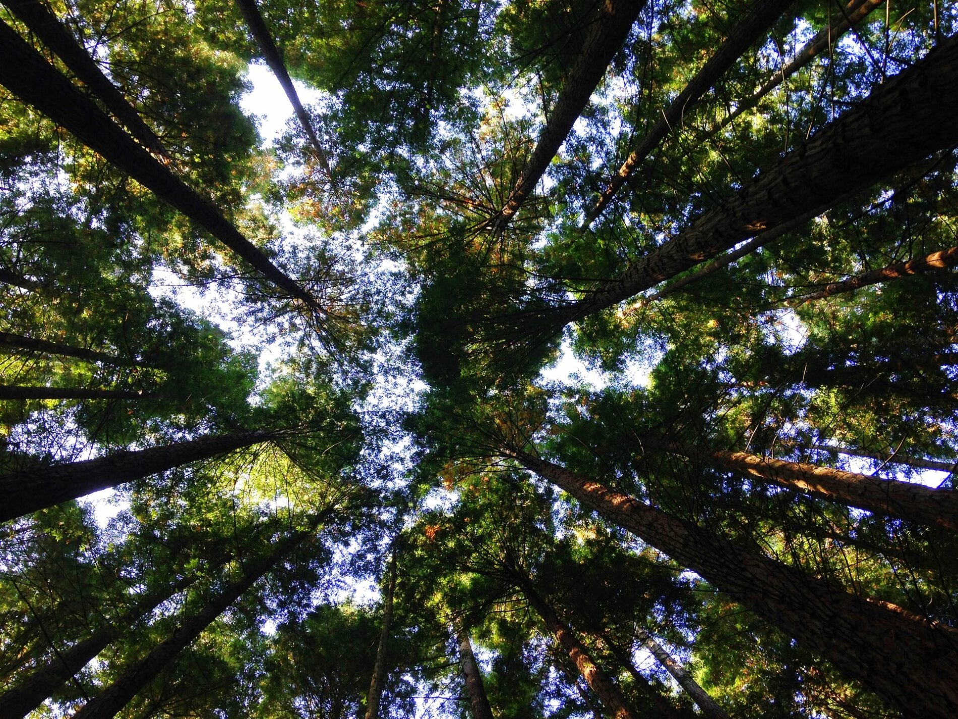 Trees and blue sky from ground up, Barrio el Turujal, Cabezón de la Sal, Cantabria, Spain