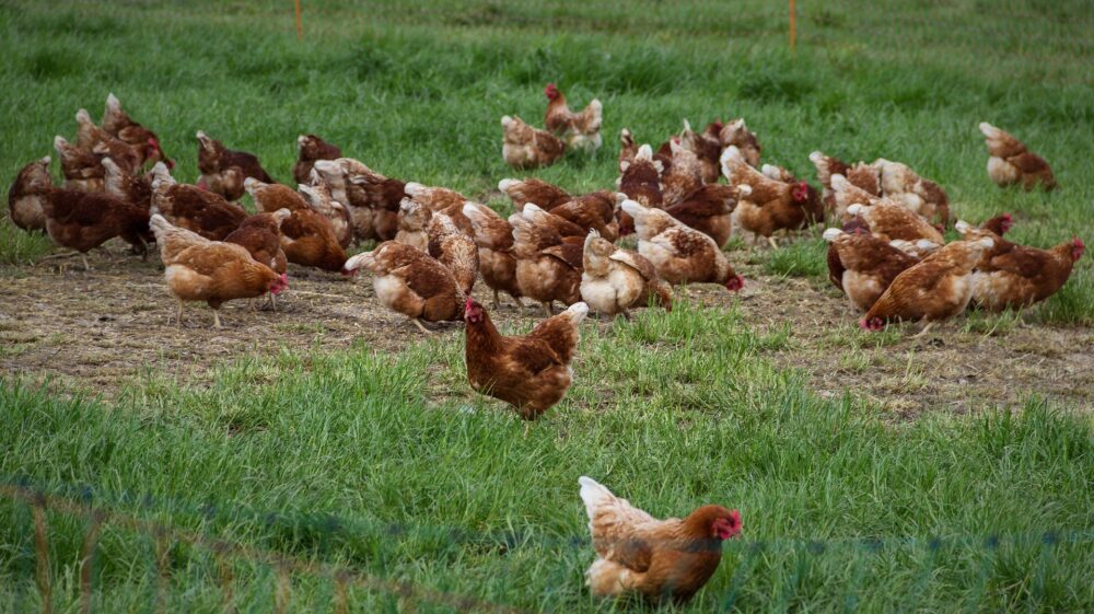 Chickens graze in a field of green grass