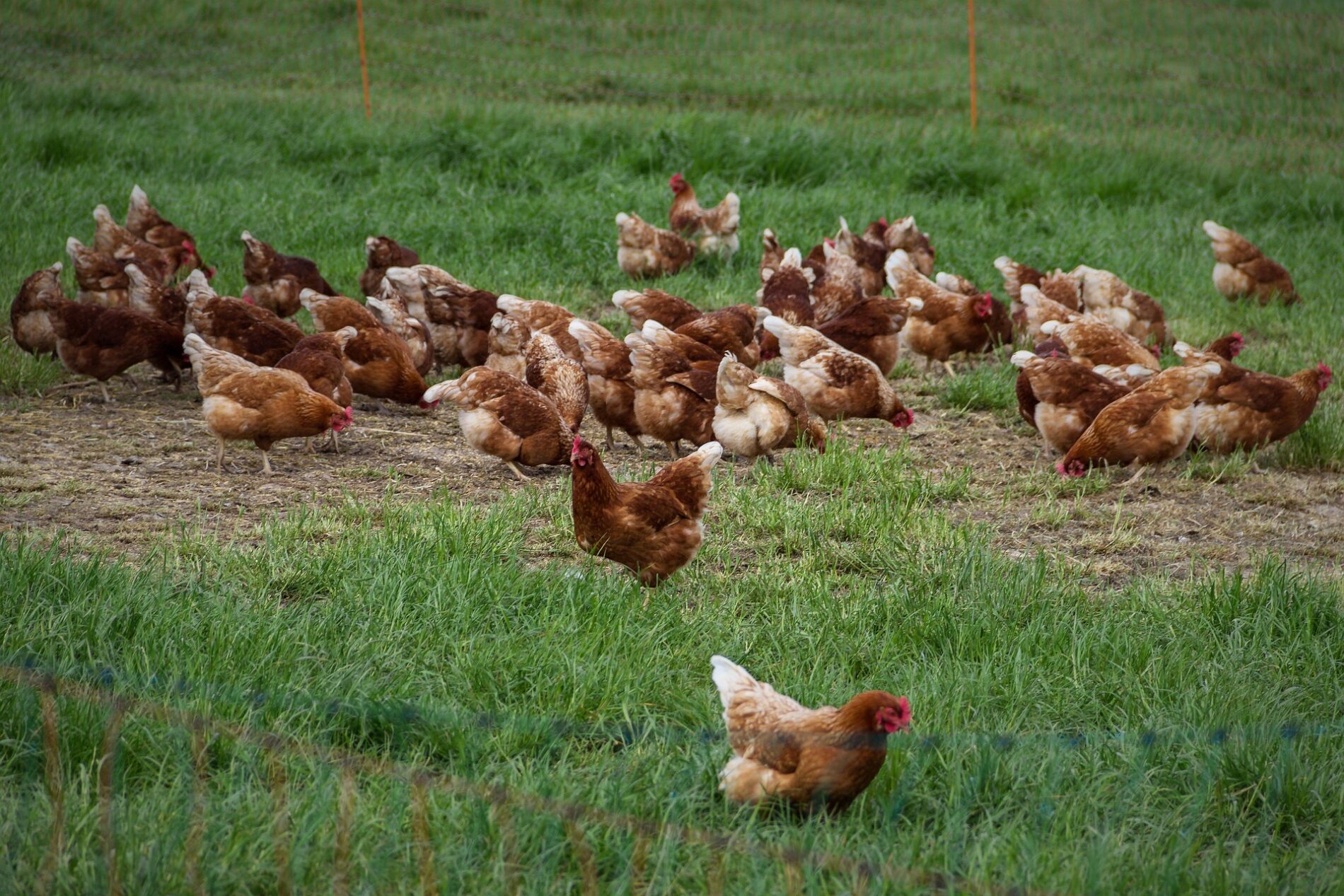 Chickens graze in a field of green grass
