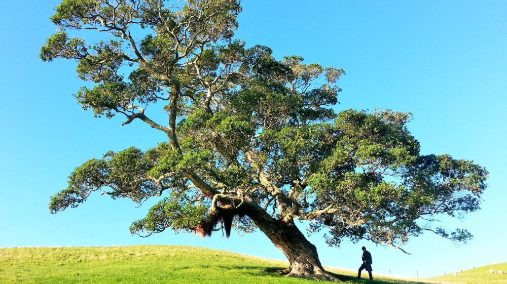 Man under slanted tree on grass-covered hill under blue sky
