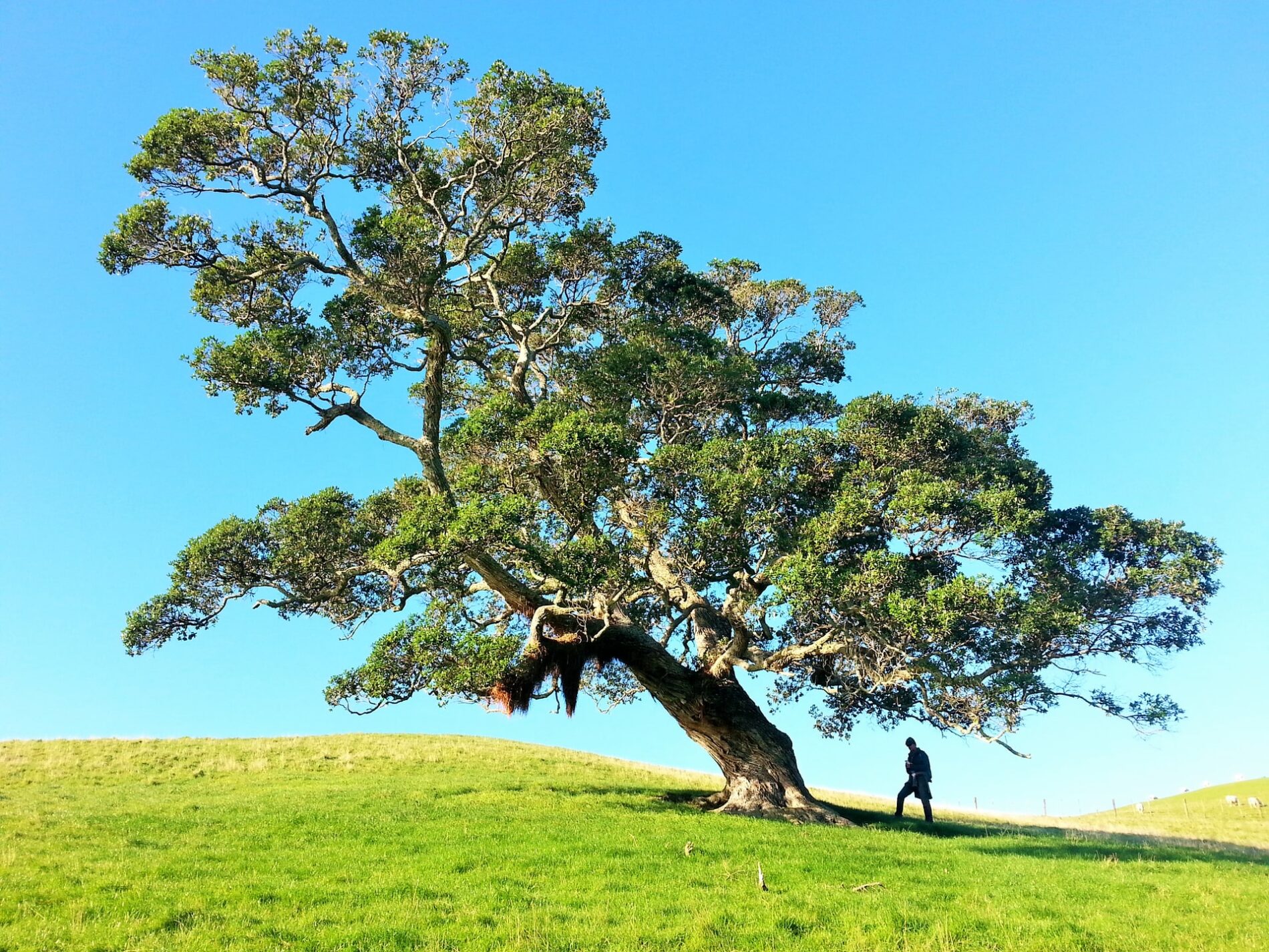 Man under slanted tree on grass-covered hill under blue sky