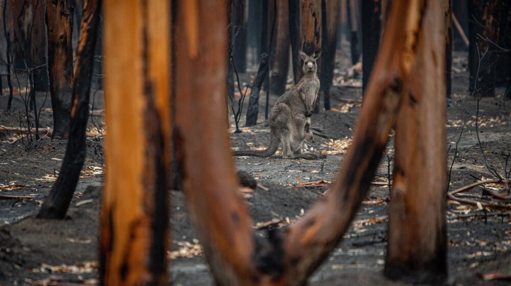 Kangaroo and joey in distance between scorched trees that survived forest fires in Mallacoota, Victoria, Australia, September 2020