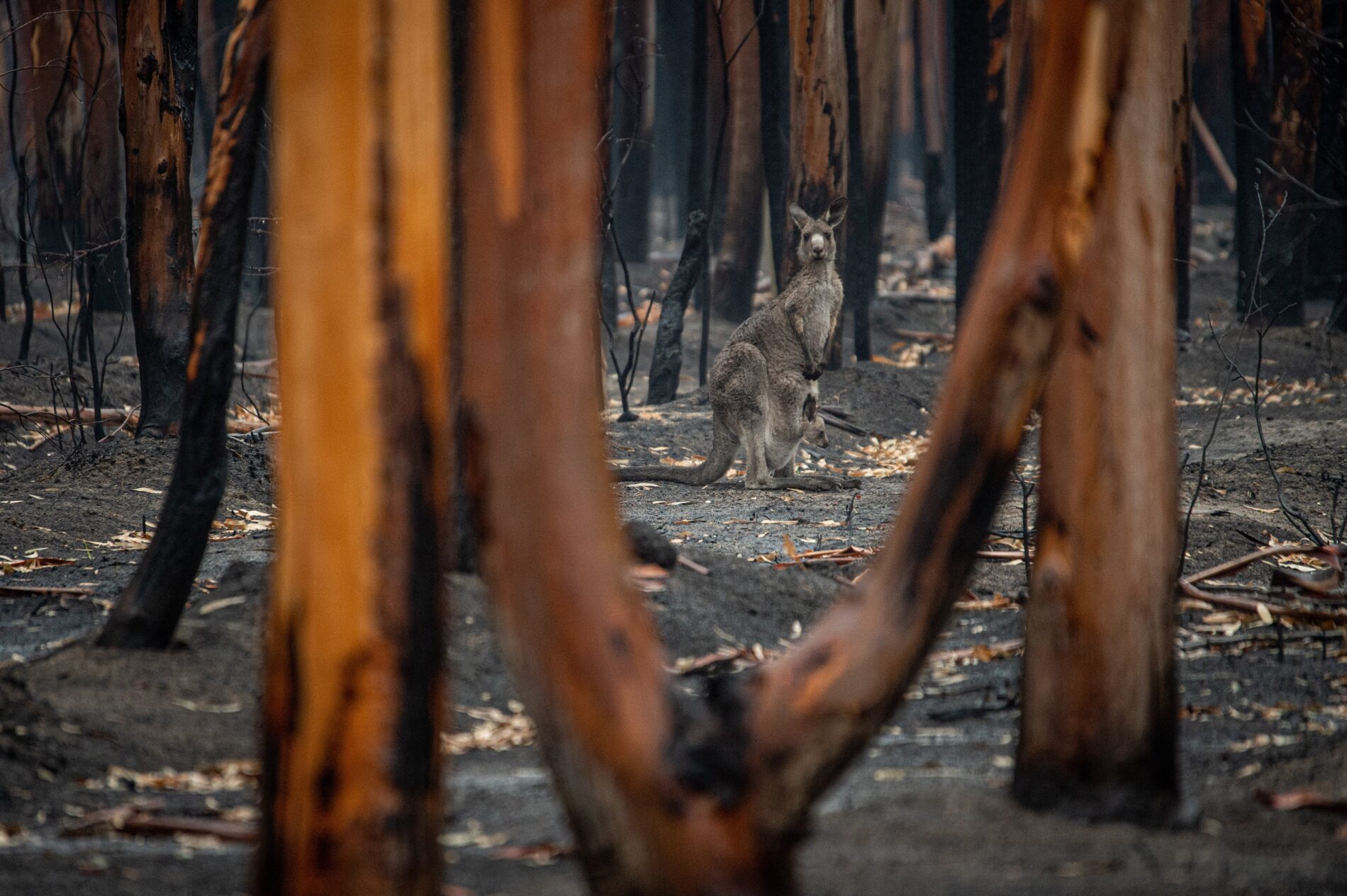 Kangaroo and joey in distance between scorched trees that survived forest fires in Mallacoota, Victoria, Australia, September 2020