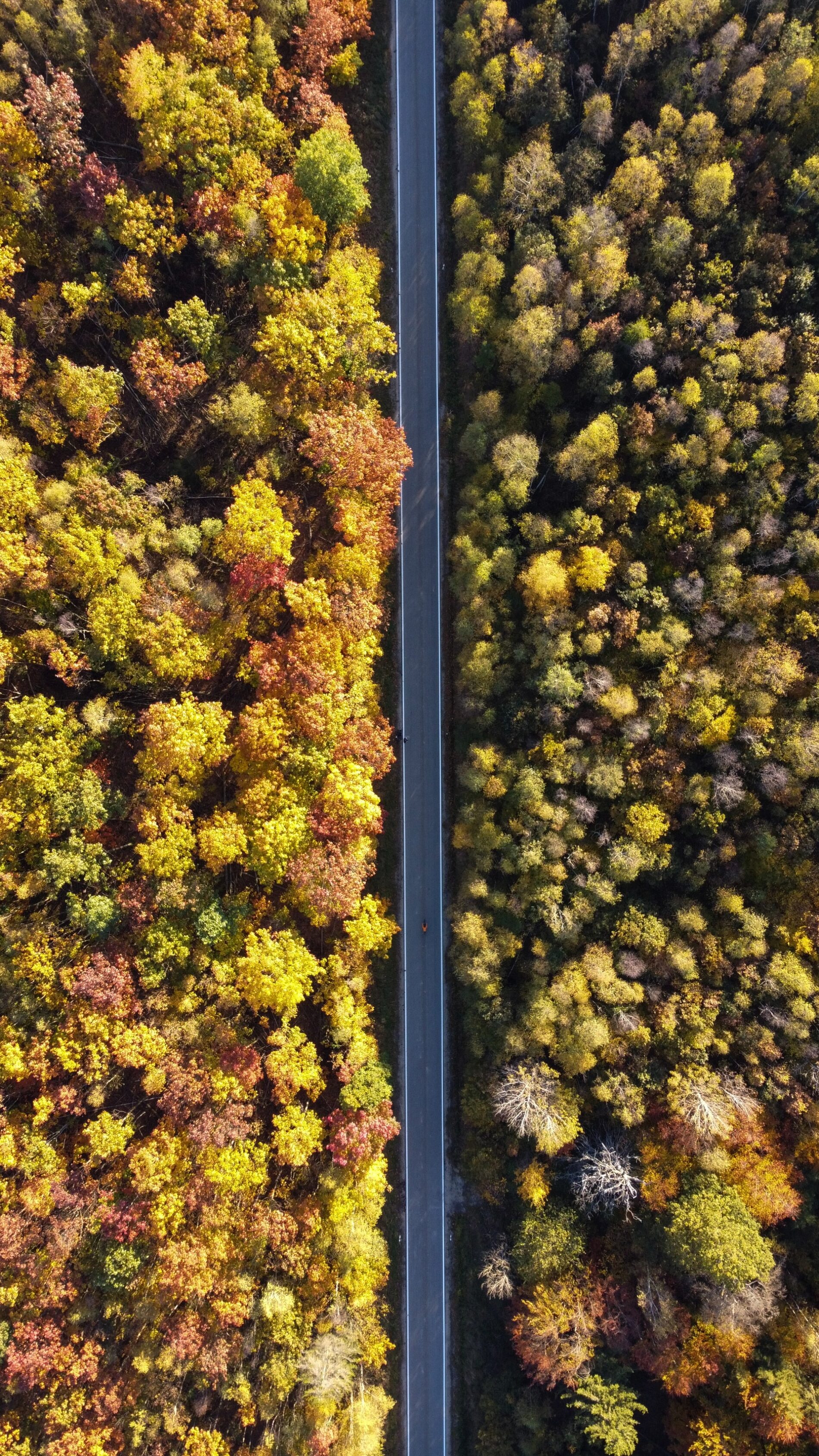Picture taken from above of road through forest