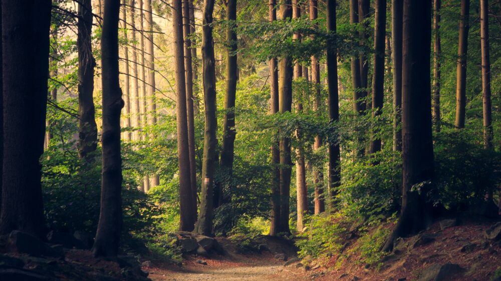 Trees in forest along path