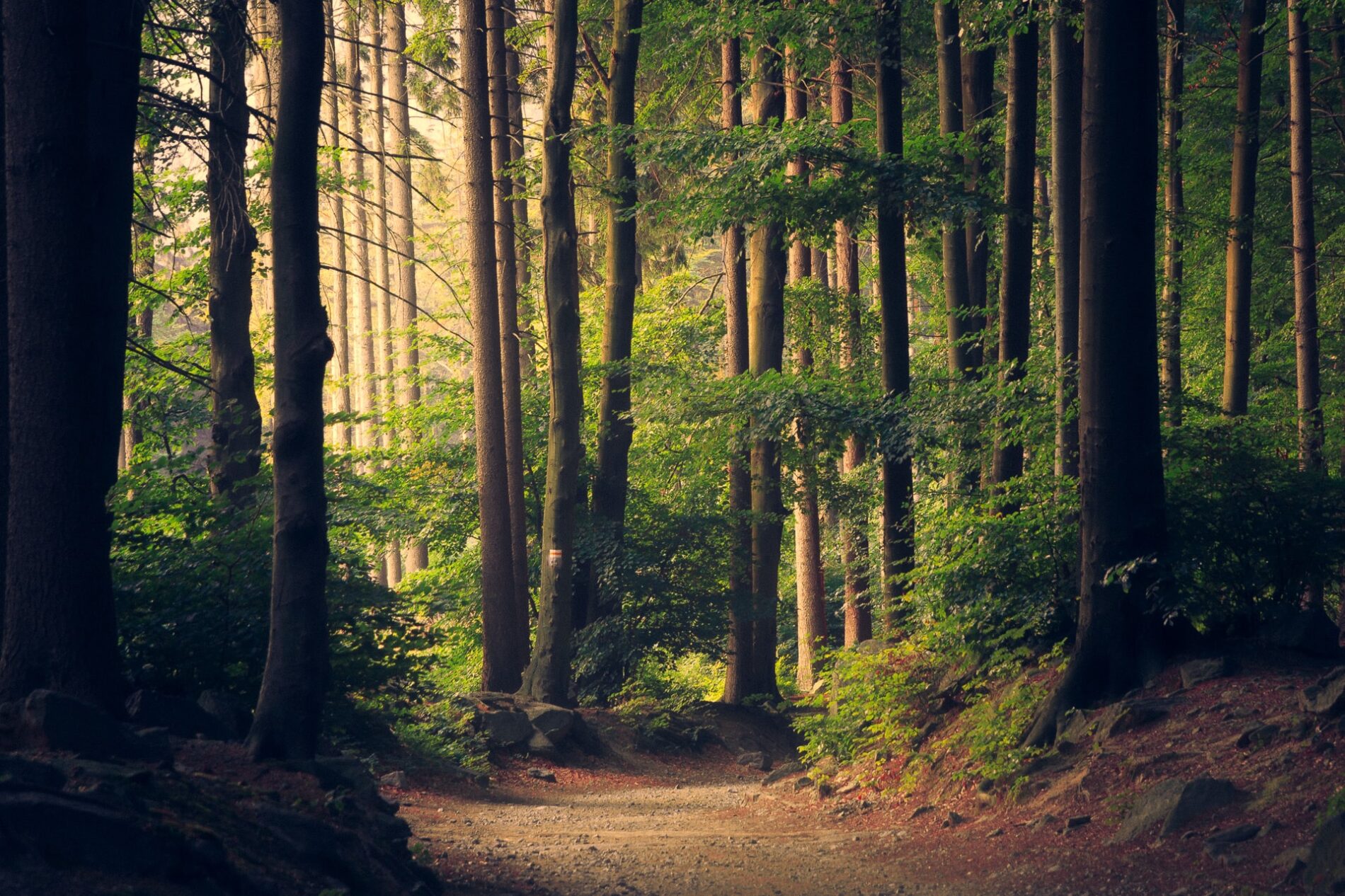 Trees in forest along path