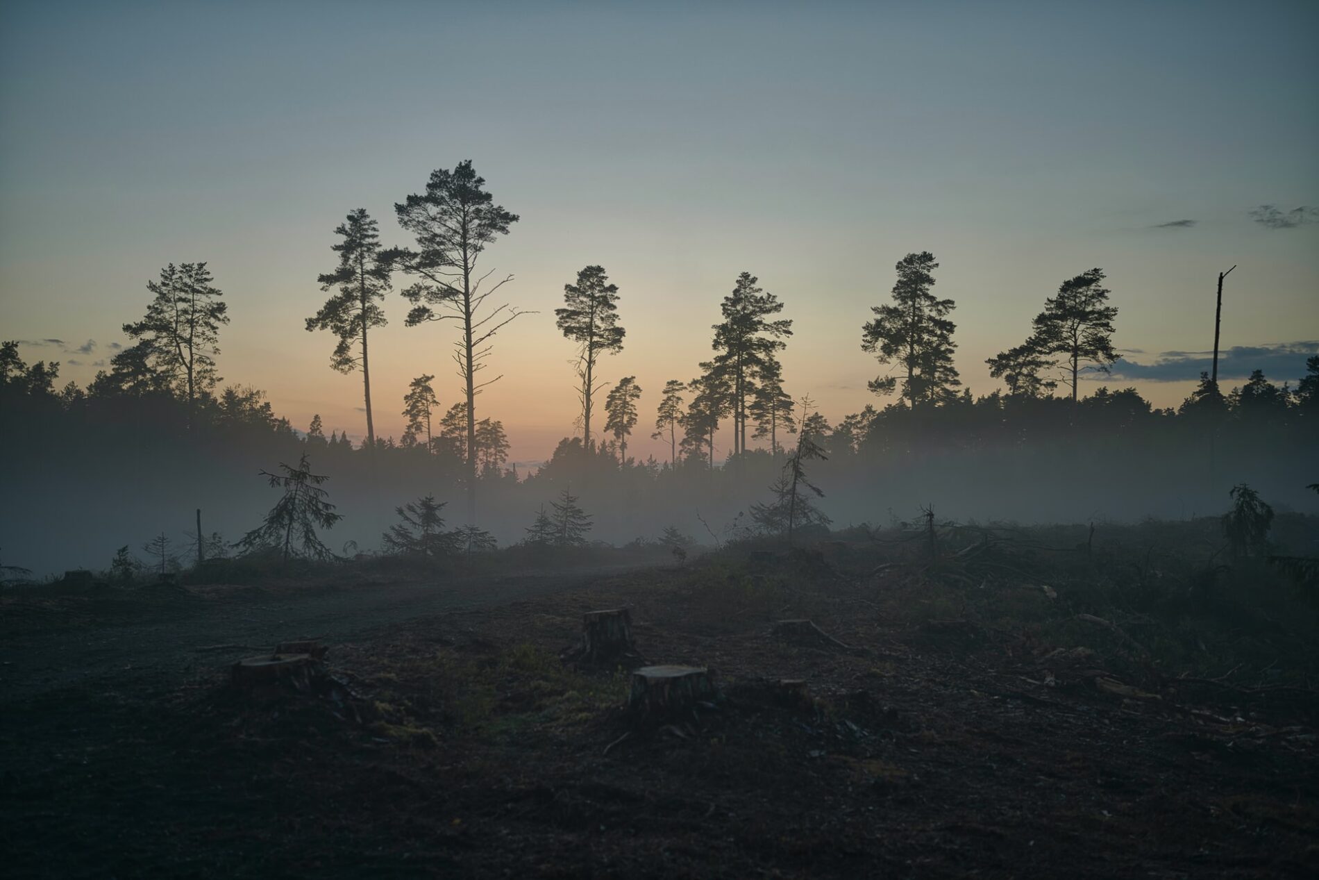Avskogningsförordning i Estland