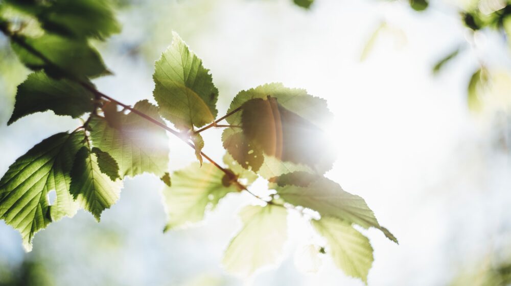 Leaves in sunlight