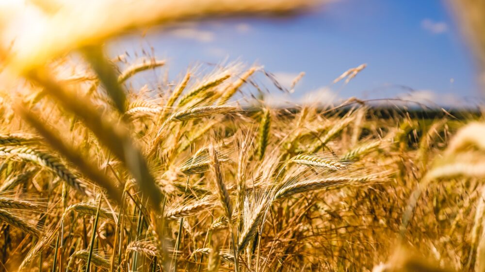 wheat field blue sky