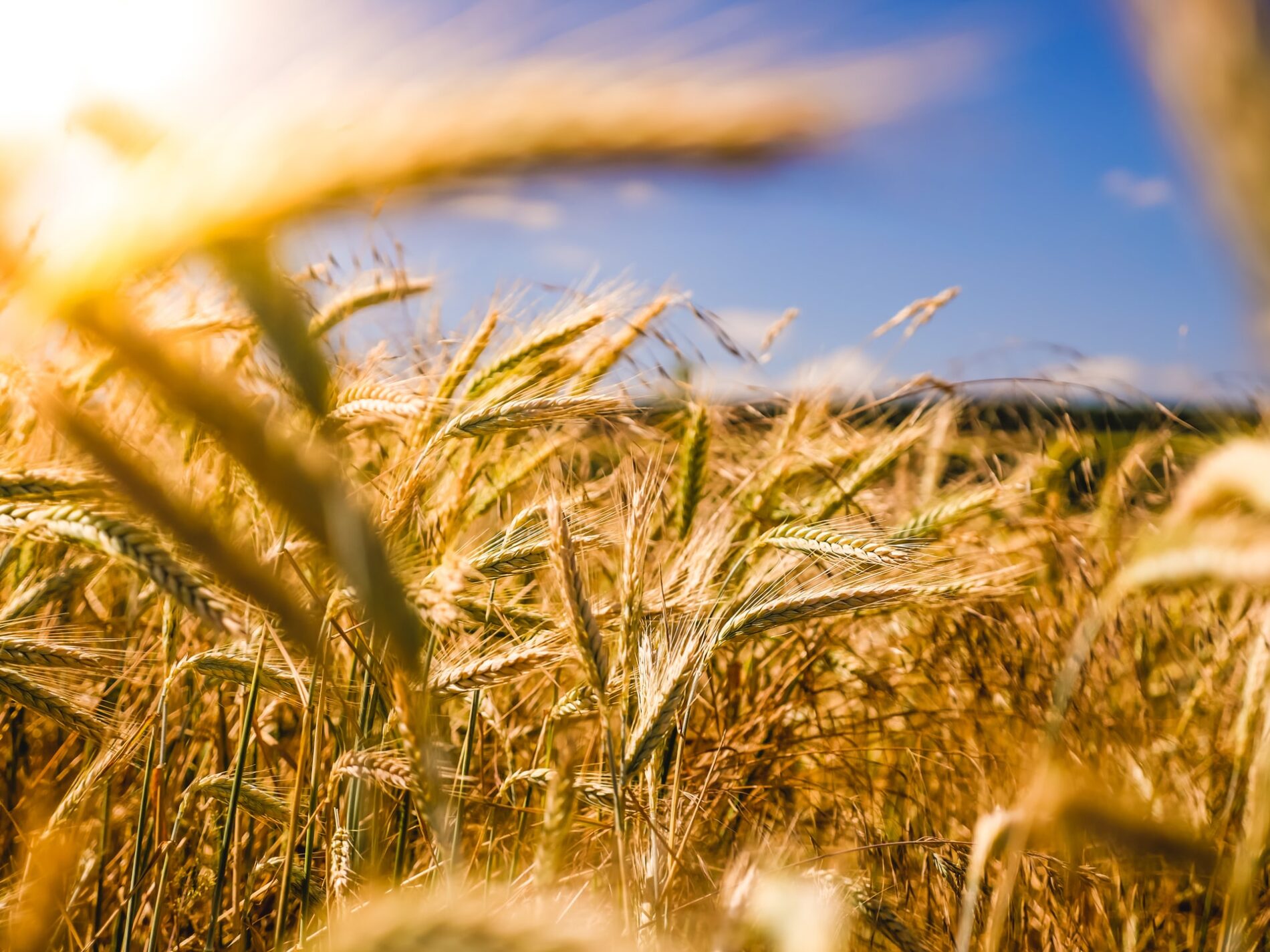 wheat field blue sky