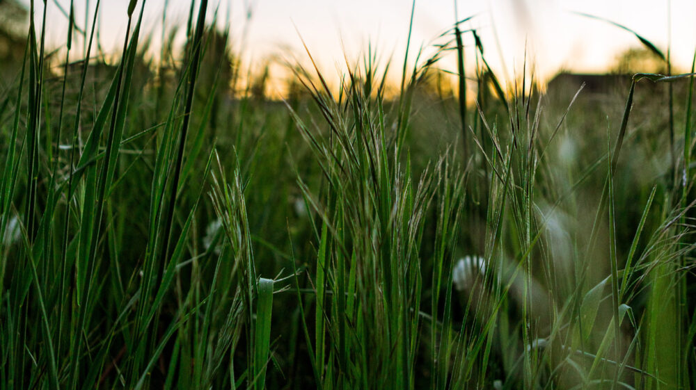 Alex Gruber / Unsplash / grass