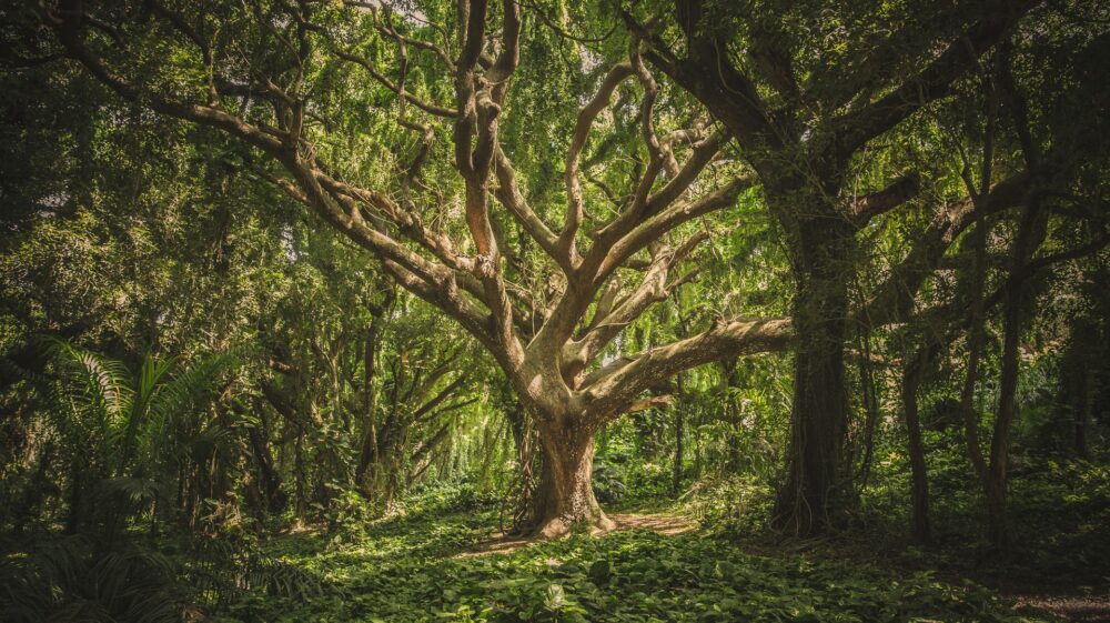 Tree in forest