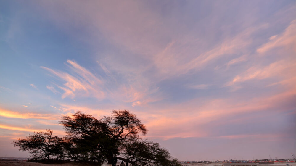 A 400-year-old mesquite tree spreads its branches across its desert surroundings in Bahrain beneath a sunset of blue sky and pink clouds