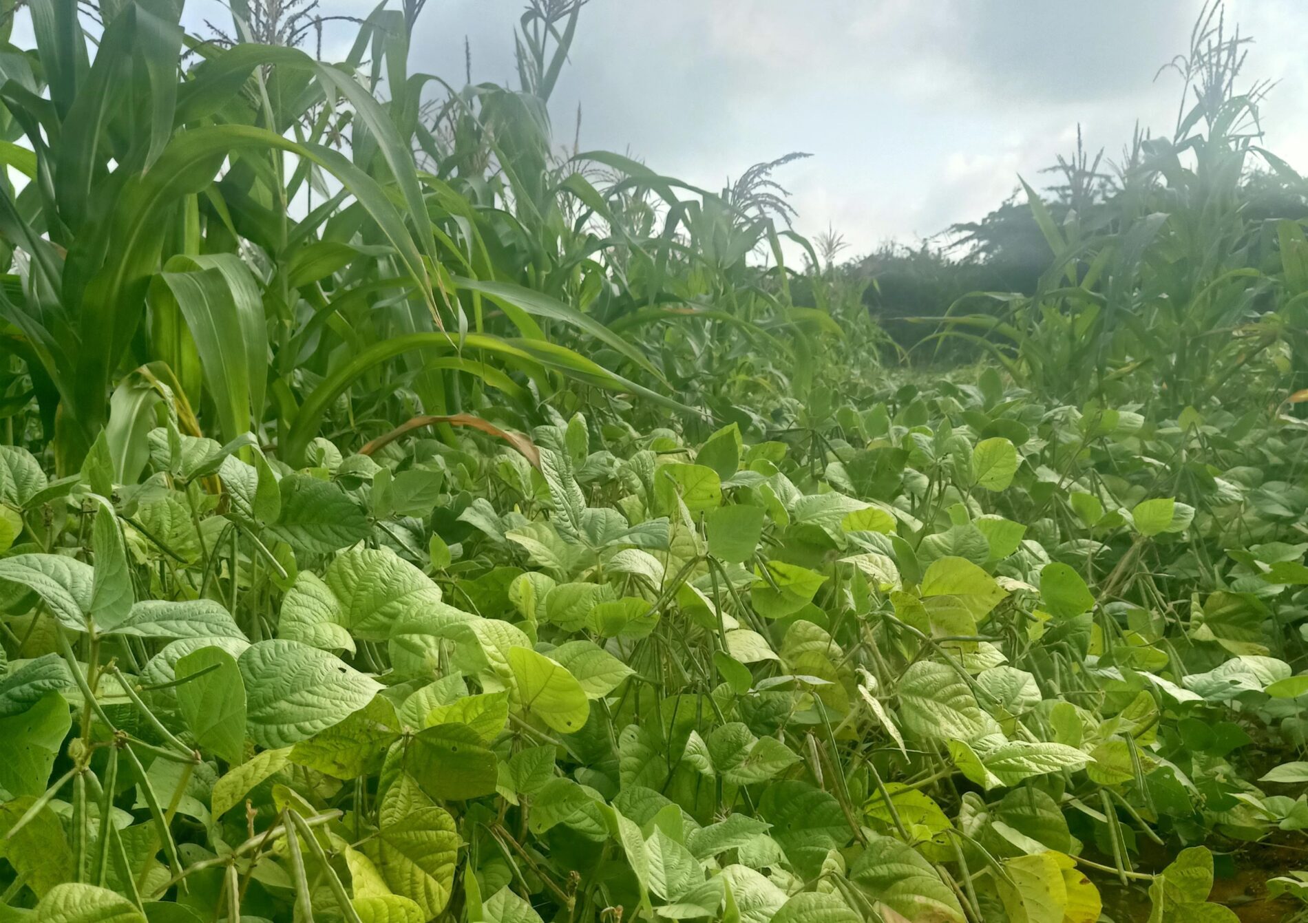Maize and beans crop