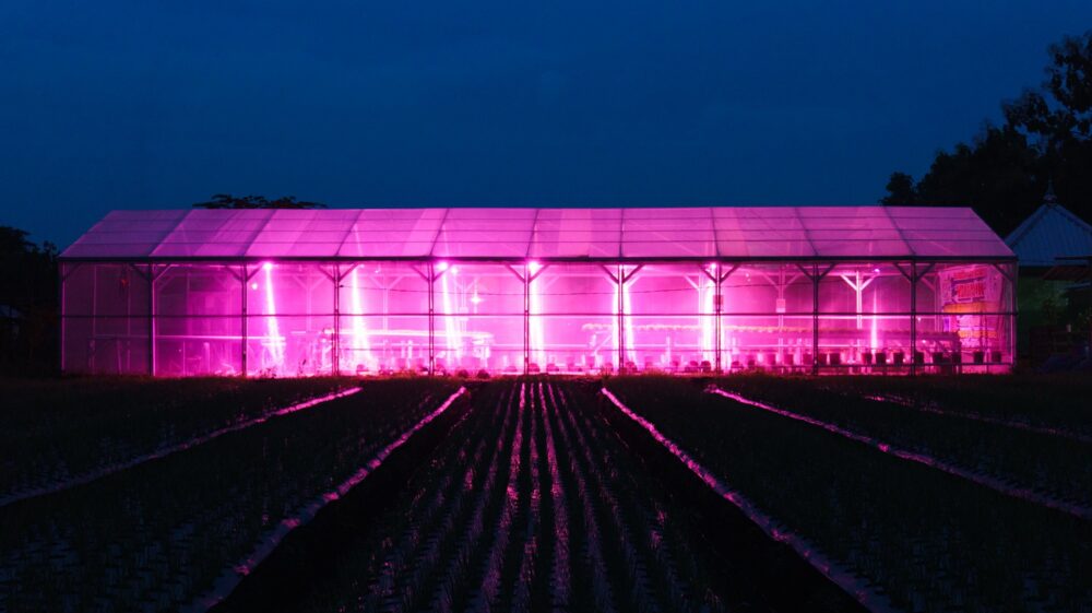Ultraviolet LED lights emitted at night are used as a substitute for sunlight for the photosynthesis process of vegetable crops in a hydroponic agricultural greenhouse in Nganjuk, East Java, Indonesia. These lamps are used to increase productivity and assist the vegetative and generative processes so that plants continue to get the nutritional intake and grow optimally for 24 hours as a form of adaptation to climate change. The crop yields are organic and healthy because they do not contain any chemical ingredients or particles, 20 February 2021