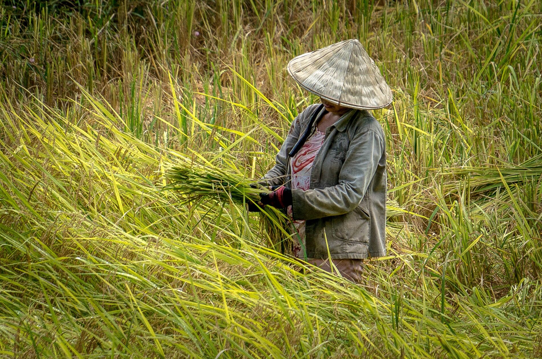 Woman wearing straw hat in field threshing crop, Viet Nam