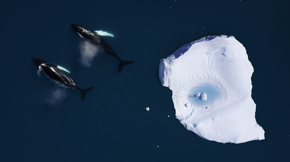 Two Humpback whales are swimming together among icebergs in the arctic ocean, in Ilulissat, Greenland. On the iceberg there is a pool formation due to the ice melting. The picture has been taken with a drone