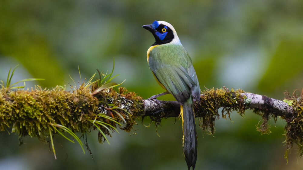 Green Jay or Inca Jay, cyanocorax Yncas, native to Andes of South America. Bird in its natural habitat.