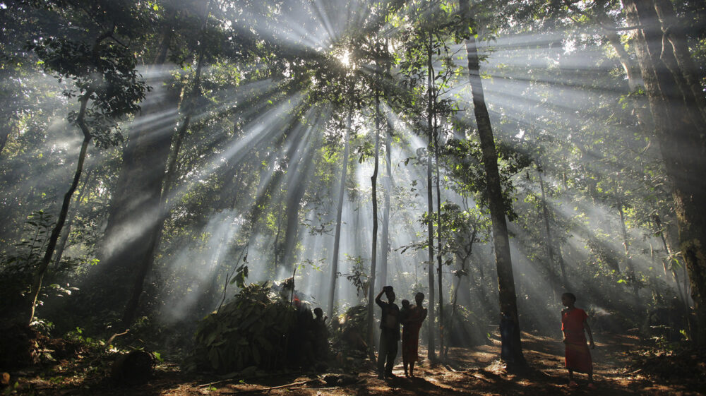 A smoke filled forest produces rays of light from the rising sun as it shines through trees and foliage onto a jungle village. ( God rays / Crepuscular rays ). The Bayaka, also known as Aka tribe are a nomadic Mbenga pygmy hunter gatherer tribe found in the south western jungles of The Central African Republic.
