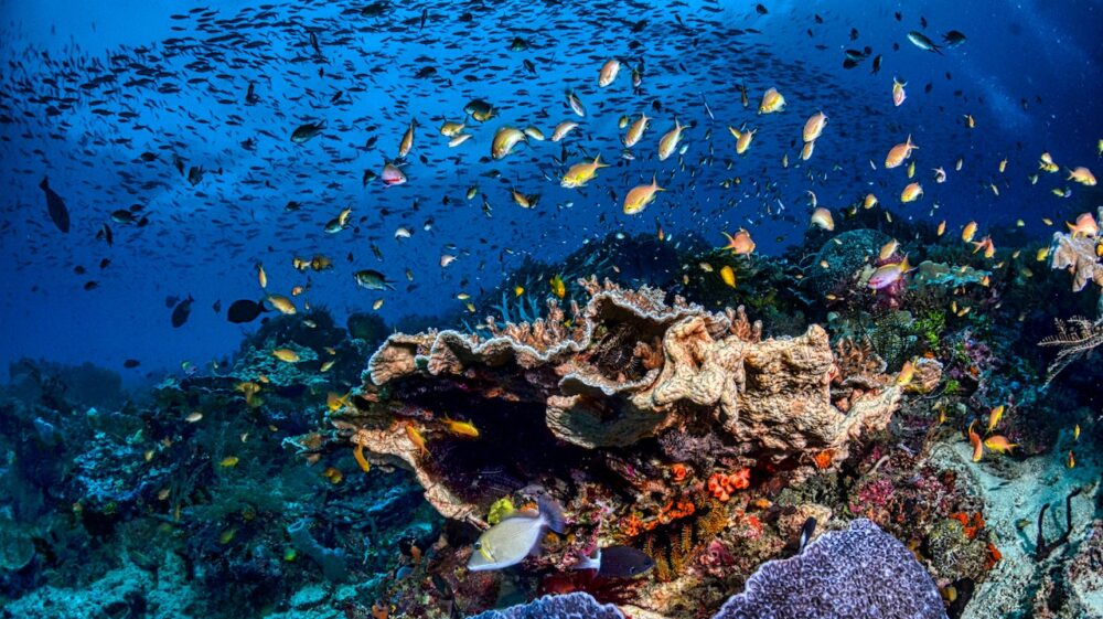 School of Fish in Water, West Papua, Indonesia
