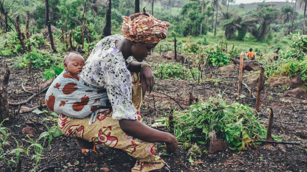 Woman with sleeping child on back in baby wrap tending to agriculture, Sierra Leone