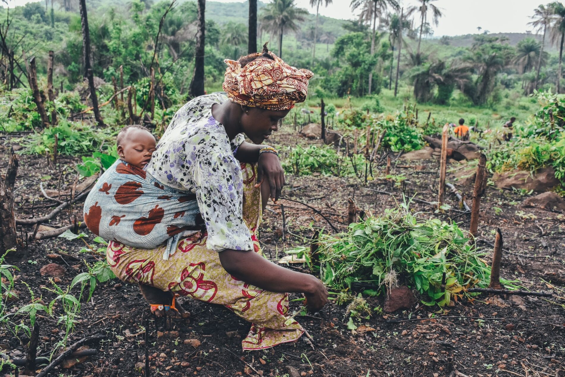 Woman with sleeping child on back in baby wrap tending to agriculture, Sierra Leone