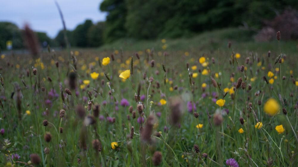 Wildflowers in a meadow