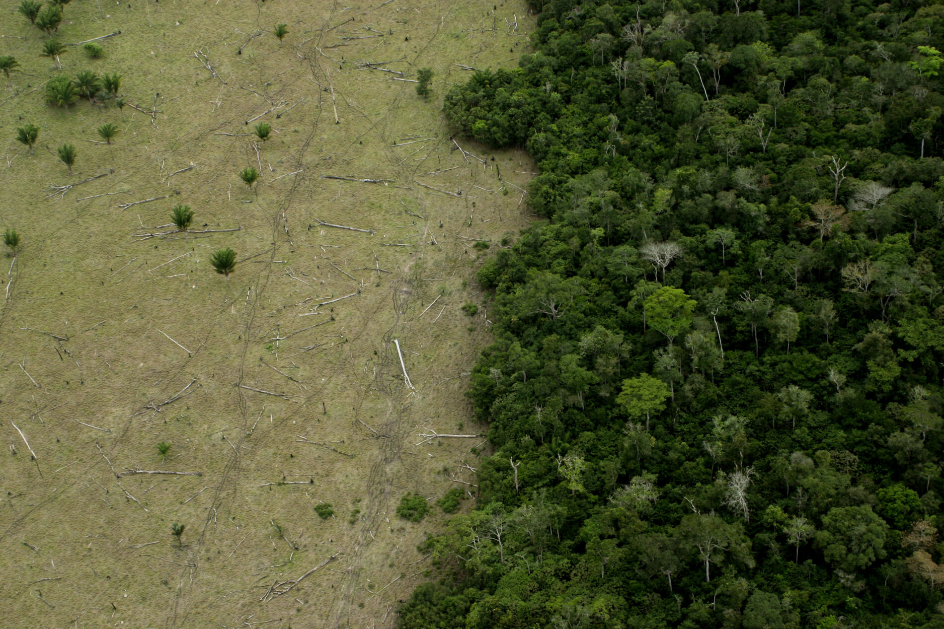 Deforestation for cattle in the Amazon, Itaúba, Mato Grosso, Brazil