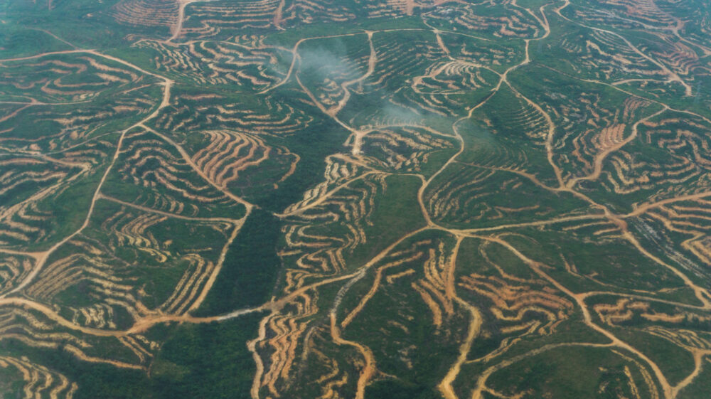 Deforestation from palm oil plantation in East Kalimantan, Indonesia
