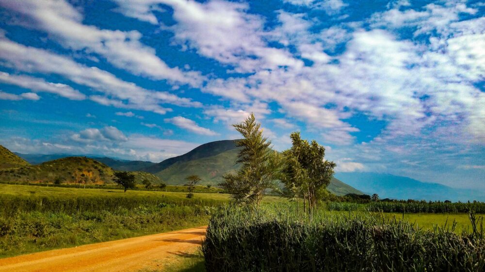 Green tree on brown field under blue sky during daytime, Kasese District, Uganda